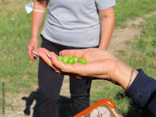 Unripened green olives held up in person's hand