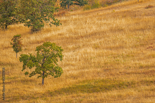 Tree in a field
