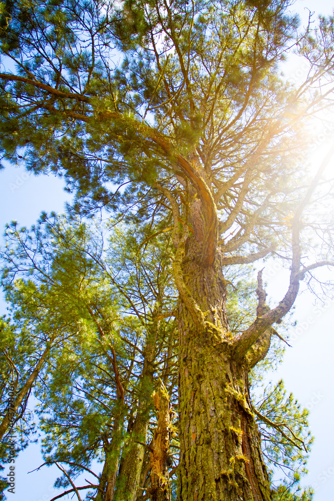 Obraz premium tree with sunset