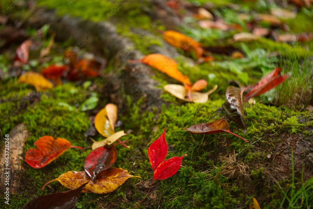 Fototapeta premium 紅葉 / Autumn leaves 苔の上のハート型の紅葉です。