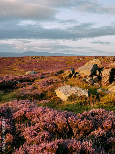 Wild heather and rocks at sunset photo