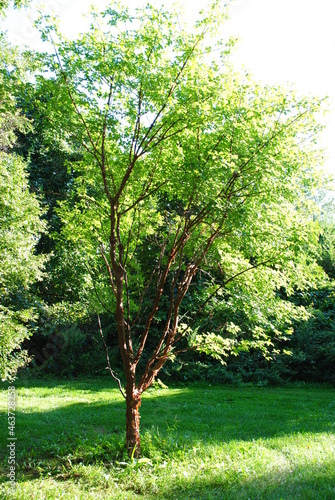 Acer griseum, or paperbark maple tree with beautiful cinnamon colored peeling bark.
