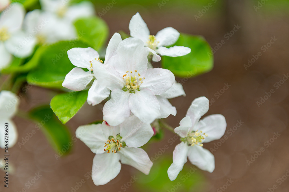 Apple Blossoms in Spring