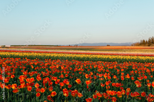 Wooden Shoe Tulip Festival