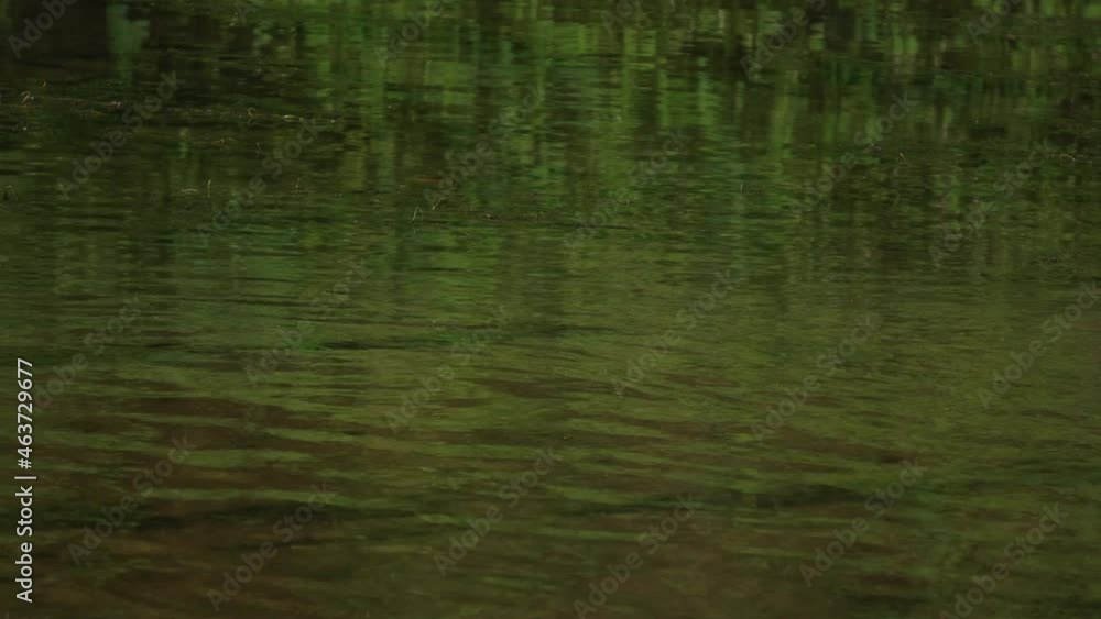 A Little Egret takes flight from the shallow river water A Little Egret takes flight from the shallow river water