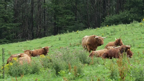 Highland Scottish cows also known as Hielan coo or Bo Ghaidhealach grazing themselves on the green grass pastures in Scotland