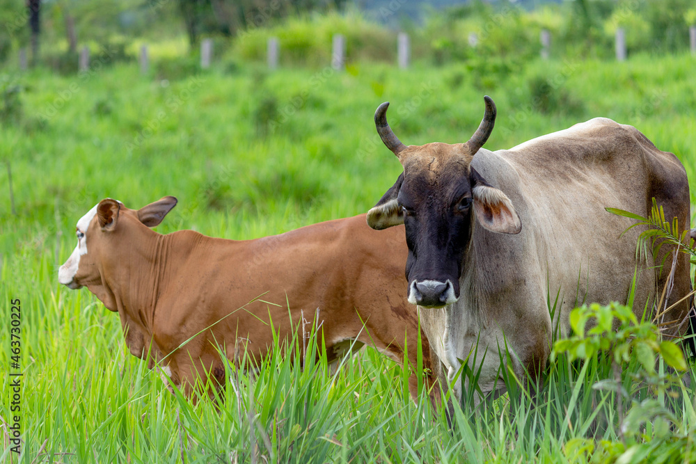 Cows in a field, grazing. Selective focus. Cows in a field, grazing. Selective focus.