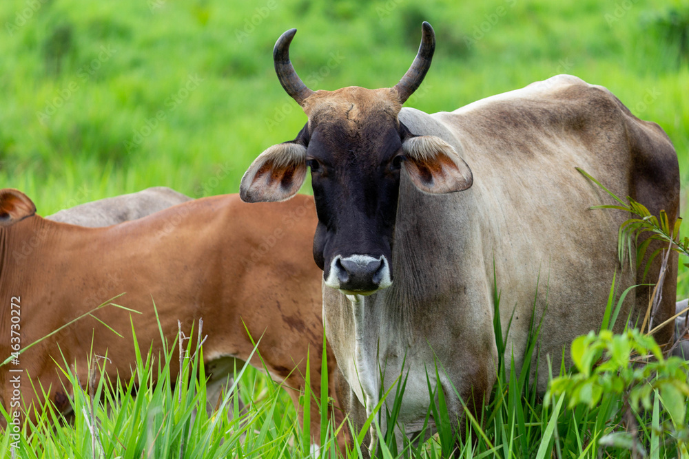 Cow in a field, grazing. Selective focus.