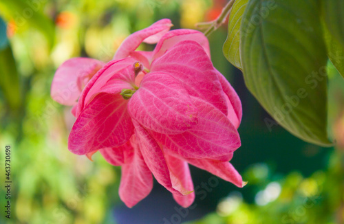 Pink Flowers on the garden