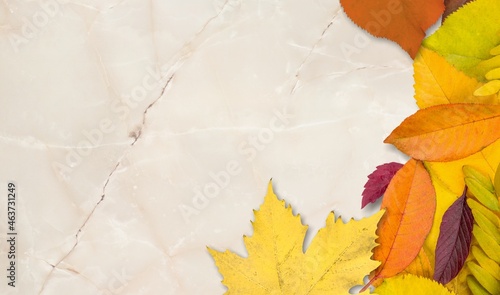 Autumn mood background. Colored autumn dried leaves. Autumn  fall  thanksgiving day concept.