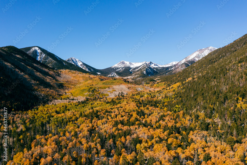 Golden Aspen grove with snow-covered mountains in Arizona, aerial photo. 