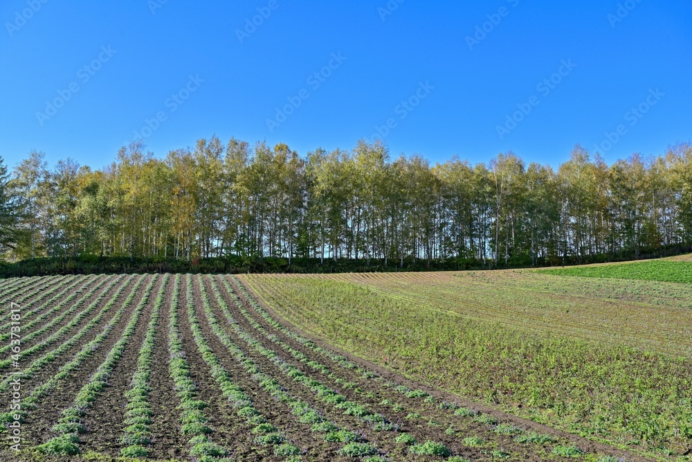 青空バックにきれいに並ぶ畝の丘の情景＠富良野、北海道