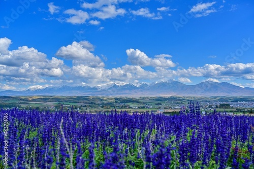 青空バックに満開のマブルーサルビアと十勝連峰のコラボ情景＠富良野、北海道