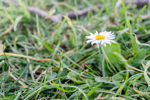 daisy flower in grass