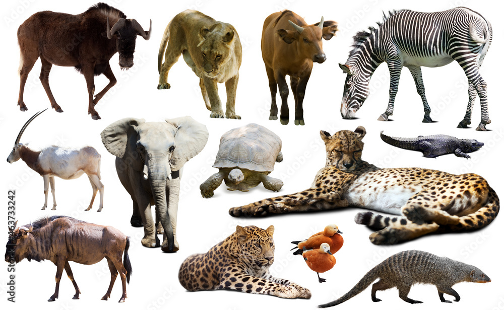 Fototapeta premium Collage with African mammals and birds isolated over white background
