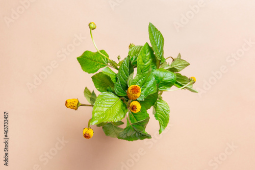 Acmella oleracea flowering herb photo