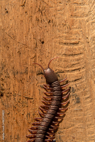 Close up view of centipede © Leo Lintang