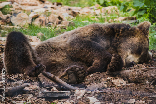 brown bear sleeping among rocks and green grass