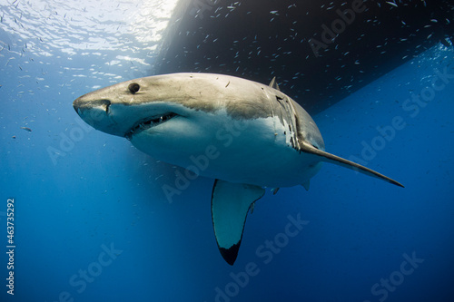 Great White Shark
