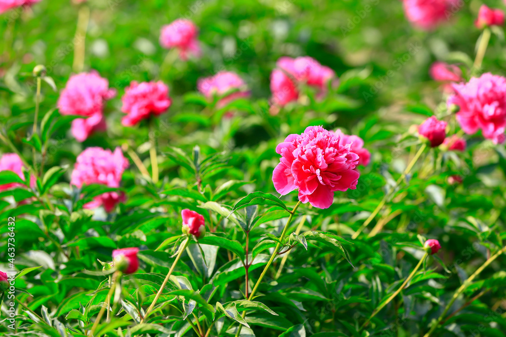 Blooming peony, very beautiful