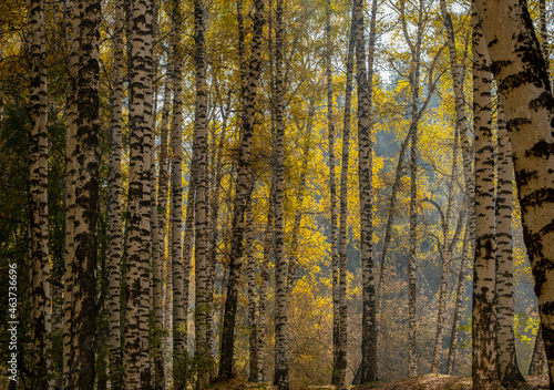 Mystical landscape in the autumn birch forest. Birch autumn forest in the mountains. yellow foliage and white birch trunks. Play of light and yen in an autumn birch grove.