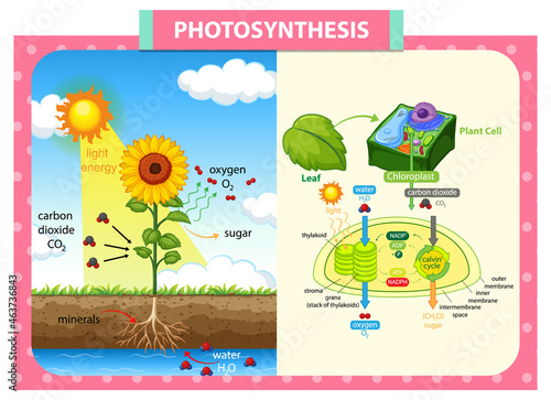Diagram showing process of photosynthesis in plant