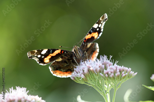 Red admiral butterfly on eupatorium flower photo