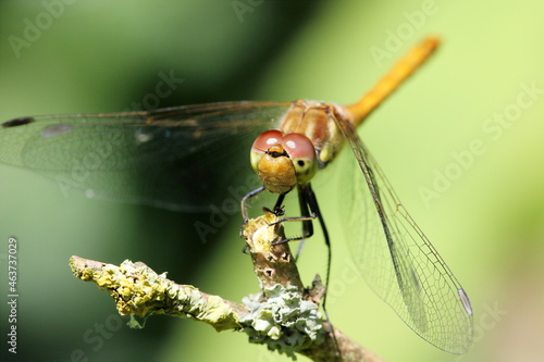 Dragonfly close-up.