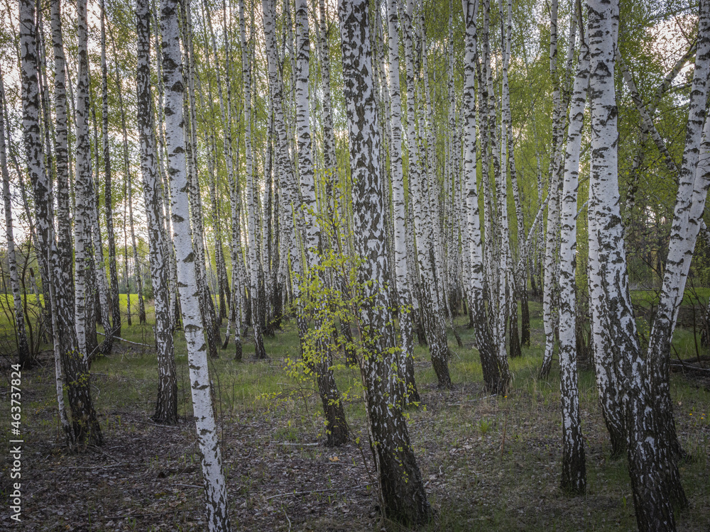 Fototapeta premium Birch Bark the Best Backgrounds