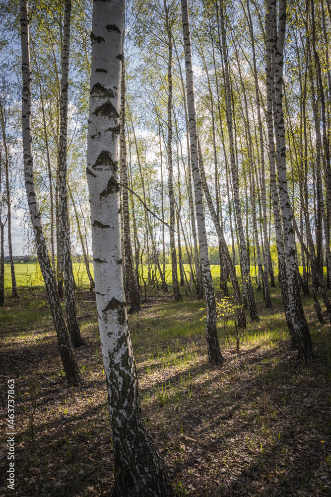Naklejka premium Birch Bark the Best Backgrounds