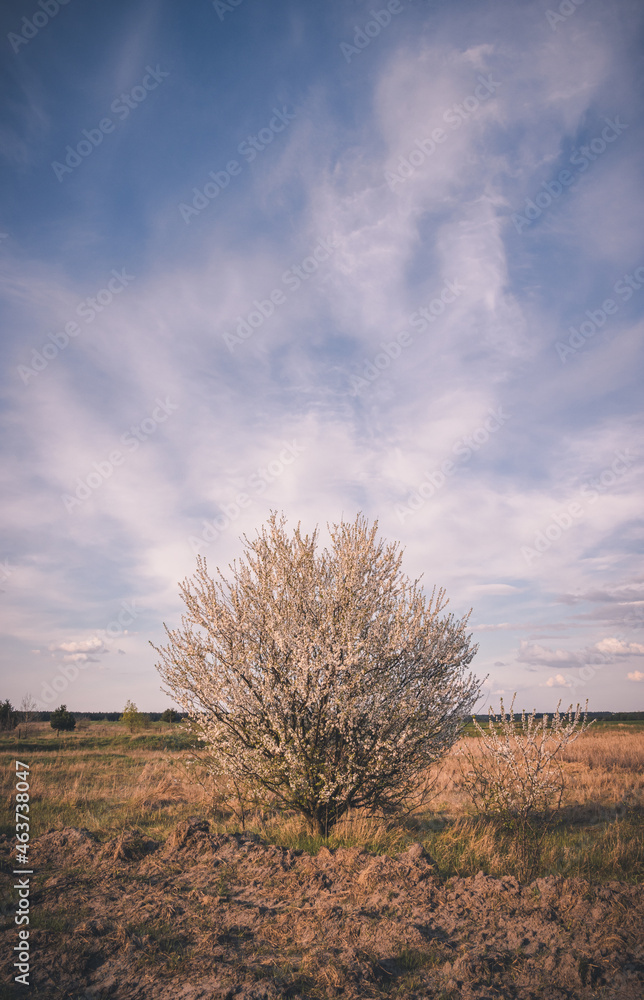 Lone Flowering Tree among the Field Lone Flowering Tree among the Field