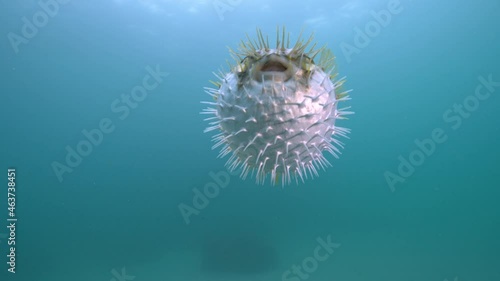 Puffer Fish puffed up in the ocean