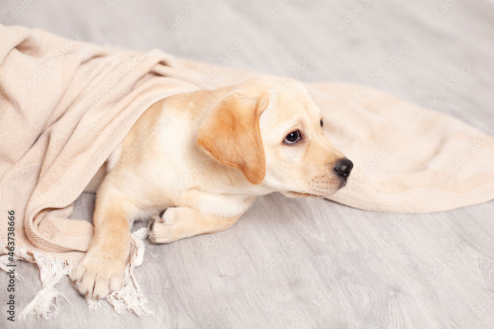 Cute Labrador puppy lies on the floor under the blanket of the house. Pet. Dog. Cute Labrador puppy lies on the floor under the blanket of the house. Pet. Dog.