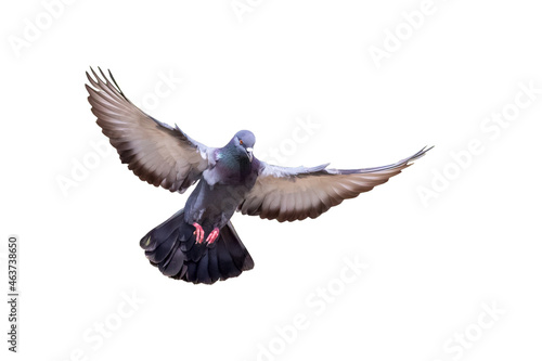 Image of pigeon flying isolated on white background., Bird, Animals.