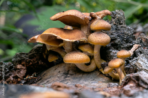Close-up shot of inedible mushroom in the forest