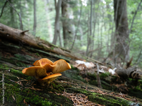 Close-up shot of inedible mushroom in the forest photo