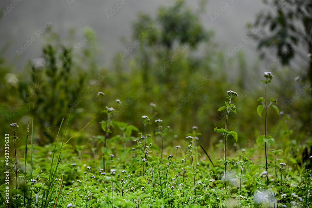 View of the forest from the mountain. View of the forest from the mountain.