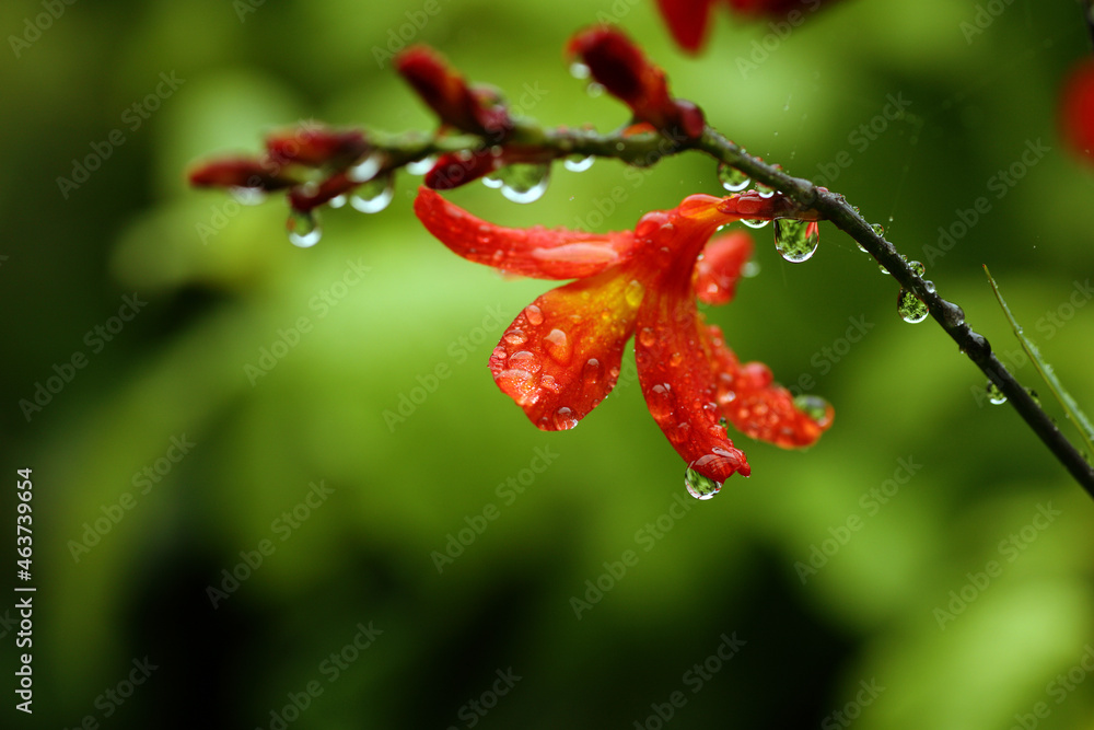 Red Crocosmia flower wet from rain Red Crocosmia flower wet from rain