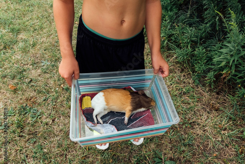Dead guinea pig in box.  photo