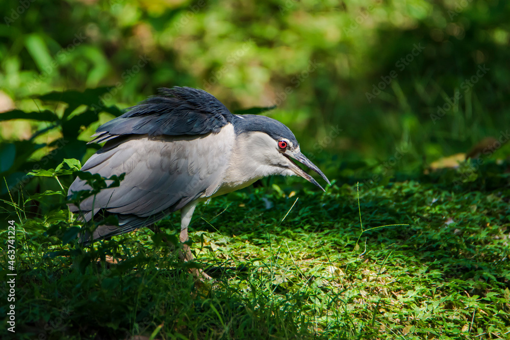 Fototapeta premium Black-crowned Night Heron (Nycticorax nycticorax) on the ground.