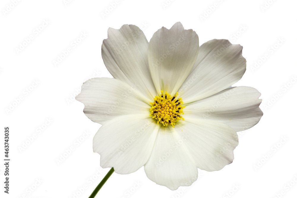 Fototapeta premium Cosmos Flower on a White Background