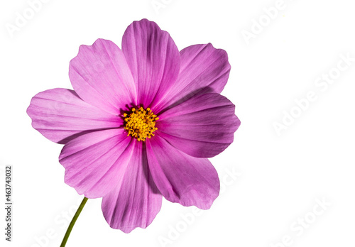 Cosmos Flower on a White Background