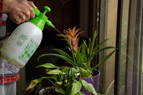 Male hand watering bromelia plant at home photo