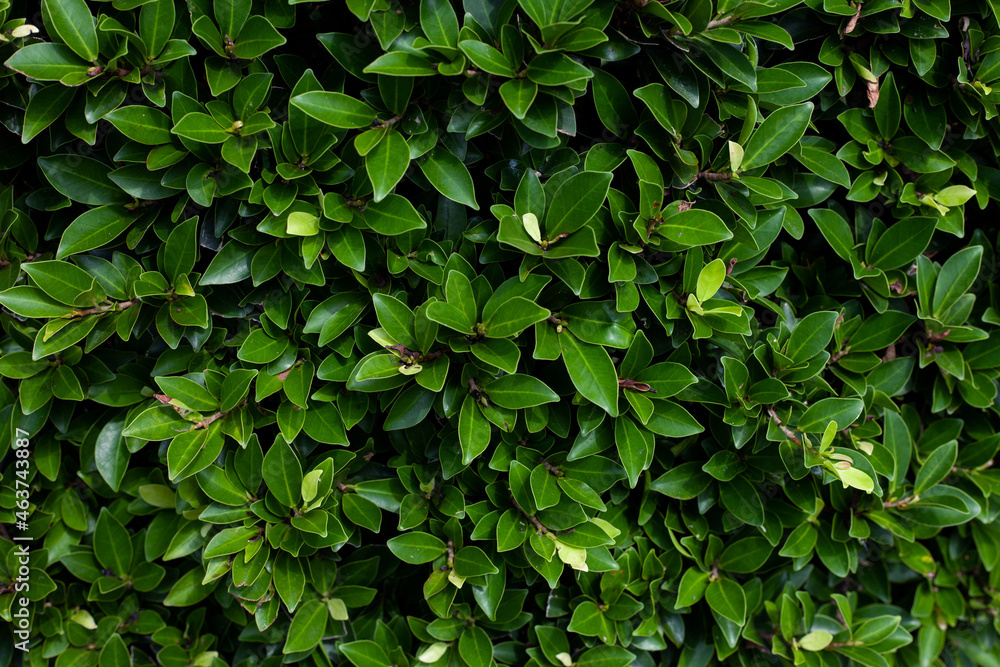 Full Frame of Green Leaves Pattern Background, Nature Lush Foliage Leaf Texture , tropical leaf Full Frame of Green Leaves Pattern Background, Nature Lush Foliage Leaf Texture , tropical leaf