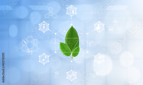 Fresh green kratom leaf (Mitragyna speciosa)  plant leaf for using herbal. Molecule structural model. Icon medical network connection, Medical science technology concept. 3D Vector.