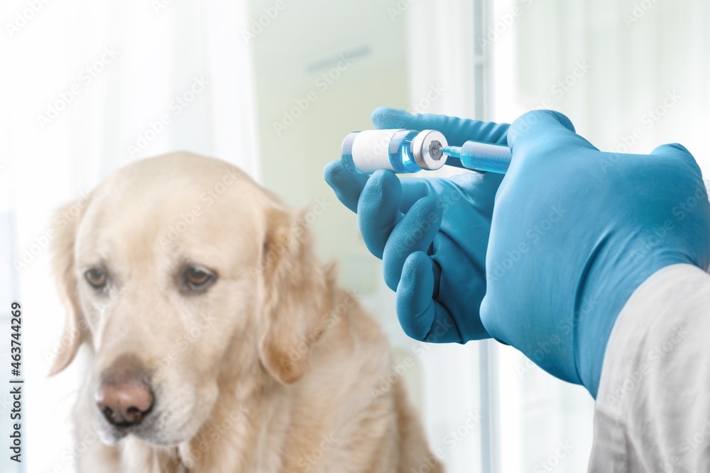 Veterinarian holding syringe with vaccine near dog in the clinic. Treatment and pet care.