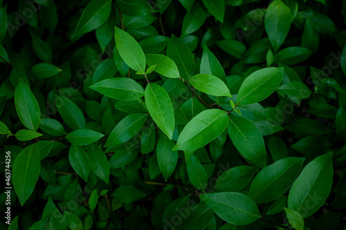 green leaves background © Nabodin