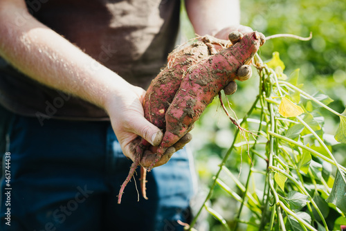 Farmer holding sweet potatoes photo