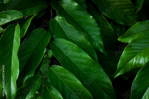 closeup nature view of tropical leaves background, dark nature concept