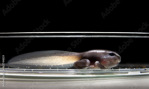 Dart frog tadpole in petri dish during metamorphosis photo